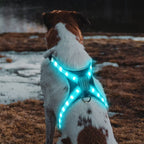 12-Mode LED Color Changing Pet Harness - Rechargeable & Adjustable