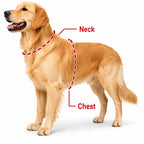 Multicolor LED Dog Harness for Night Walks
